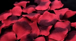 Látkové plátky růží - červeno-bordo 100 ks